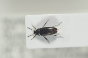  (Anaspis bohemica - NOCOL308)  @12 [ ] CreativeCommons - Attribution Non-Commercial Share-Alike (2015) Arnstein Staverlokk Norwegian Institute of Nature Research