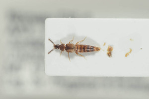  ( - NOCOL331)  @11 [ ] CreativeCommons - Attribution Non-Commercial Share-Alike (2015) Arnstein Staverlokk Norwegian Institute of Nature Research