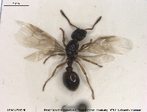  ( - HYMNI2648)  @11 [ ] CreativeCommons - Attribution Share-Alike (2019) NTNU University Museum, Department of Natural History NTNU University Museum, Department of Natural History