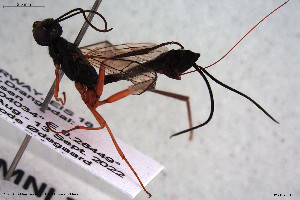  ( - HYMNI2931)  @11 [ ] Creative Commons  Attribution Non-Commercial Share-Alike (2022) NTNU University Museum, Department of Natural History NTNU University Museum, Department of Natural History