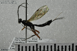  ( - HYMNI2932)  @11 [ ] Creative Commons  Attribution Non-Commercial Share-Alike (2022) NTNU University Museum, Department of Natural History NTNU University Museum, Department of Natural History