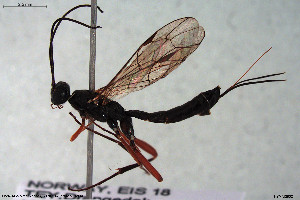  ( - HYMNI2932)  @11 [ ] Creative Commons  Attribution Non-Commercial Share-Alike (2022) NTNU University Museum, Department of Natural History NTNU University Museum, Department of Natural History