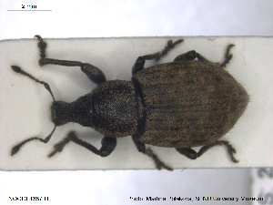  ( - NOCOL1387)  @11 [ ] CreativeCommons - Attribution Share-Alike (2019) NTNU University Museum, Department of Natural History NTNU University Museum, Department of Natural History