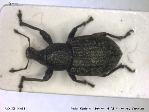  ( - NOCOL1388)  @11 [ ] CreativeCommons - Attribution Share-Alike (2019) NTNU University Museum, Department of Natural History NTNU University Museum, Department of Natural History
