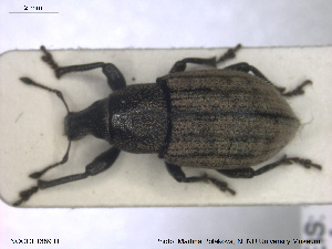  ( - NOCOL1389)  @11 [ ] CreativeCommons - Attribution Share-Alike (2019) NTNU University Museum, Department of Natural History NTNU University Museum, Department of Natural History