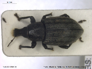  ( - NOCOL1390)  @11 [ ] CreativeCommons - Attribution Share-Alike (2019) NTNU University Museum, Department of Natural History NTNU University Museum, Department of Natural History