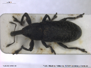  ( - NOCOL1410)  @11 [ ] CreativeCommons - Attribution Share-Alike (2019) NTNU University Museum, Department of Natural History NTNU University Museum, Department of Natural History