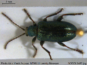  ( - NOCOL1462)  @11 [ ] Creative Commons  Attribution Non-Commercial Share-Alike (2019) NTNU University Museum, Department of Natural History NTNU University Museum, Department of Natural History