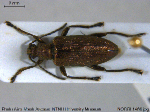  ( - NOCOL1466)  @11 [ ] Creative Commons  Attribution Non-Commercial Share-Alike (2019) NTNU University Museum, Department of Natural History NTNU University Museum, Department of Natural History