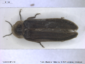  ( - NOCOL1647)  @11 [ ] CreativeCommons - Attribution Share-Alike (2019) NTNU University Museum, Department of Natural History NTNU University Museum, Department of Natural History