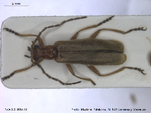  ( - NOCOL1685)  @11 [ ] CreativeCommons - Attribution Share-Alike (2019) NTNU University Museum, Department of Natural History NTNU University Museum, Department of Natural History