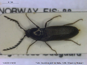  ( - NOCOL1718)  @11 [ ] CreativeCommons - Attribution Share-Alike (2019) NTNU University Museum, Department of Natural History NTNU University Museum, Department of Natural History