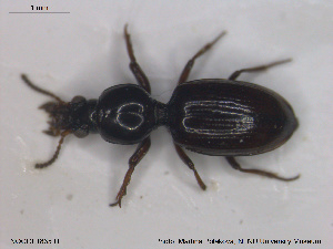  ( - NOCOL1835)  @11 [ ] CreativeCommons - Attribution Share-Alike (2019) NTNU University Museum, Department of Natural History NTNU University Museum, Department of Natural History