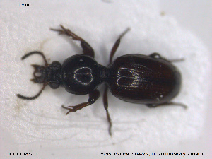  ( - NOCOL1837)  @11 [ ] CreativeCommons - Attribution Share-Alike (2019) NTNU University Museum, Department of Natural History NTNU University Museum, Department of Natural History