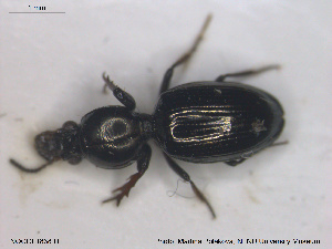  ( - NOCOL1838)  @11 [ ] CreativeCommons - Attribution Share-Alike (2019) NTNU University Museum, Department of Natural History NTNU University Museum, Department of Natural History