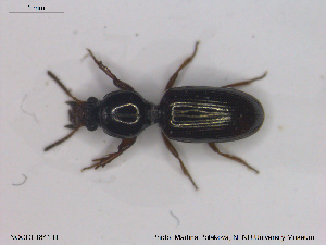  ( - NOCOL1841)  @11 [ ] CreativeCommons - Attribution Share-Alike (2019) NTNU University Museum, Department of Natural History NTNU University Museum, Department of Natural History
