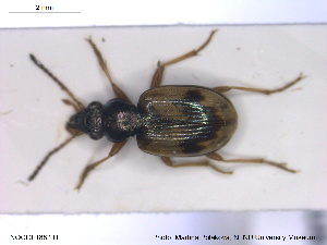  ( - NOCOL1882)  @11 [ ] CreativeCommons - Attribution Share-Alike (2019) NTNU University Museum, Department of Natural History NTNU University Museum, Department of Natural History