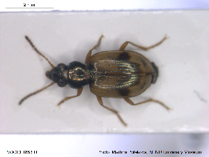  ( - NOCOL1883)  @11 [ ] CreativeCommons - Attribution Share-Alike (2019) NTNU University Museum, Department of Natural History NTNU University Museum, Department of Natural History