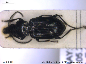  ( - NOCOL1889)  @11 [ ] CreativeCommons - Attribution Share-Alike (2019) NTNU University Museum, Department of Natural History NTNU University Museum, Department of Natural History