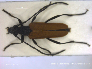  ( - NOCOL2033)  @11 [ ] Creative Commons  Attribution Non-Commercial Share-Alike (2020) NTNU University Museum, Department of Natural History NTNU University Museum, Department of Natural History
