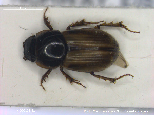  ( - NOCOL2418)  @11 [ ] Creative Commons  Attribution Non-Commercial Share-Alike (2020) NTNU University Museum, Department of Natural History NTNU University Museum, Department of Natural History