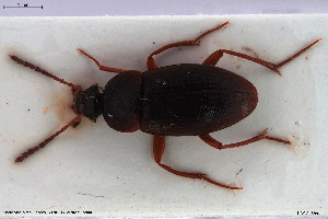  (Choleva lederiana - NOCOL3350)  @11 [ ] Creative Commons  Attribution Non-Commercial Share-Alike (2022) NTNU University Museum, Department of Natural History NTNU University Museum, Department of Natural History