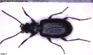  (Bembidion hasti - NOCOL3461)  @11 [ ] Creative Commons  Attribution Non-Commercial Share-Alike (2025) NTNU University Museum, Department of Natural History NTNU University Museum, Department of Natural History