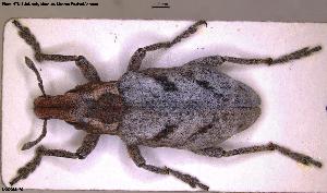  (Coniocleonus zherichini - NOCOL3479)  @11 [ ] Creative Commons  Attribution Non-Commercial Share-Alike (2025) NTNU University Museum, Department of Natural History NTNU University Museum, Department of Natural History