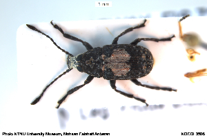  (Gonotropis gibbosa - NOCOL3506)  @11 [ ] Creative Commons  Attribution Non-Commercial Share-Alike (2028) NTNU University Museum, Department of Natural History NTNU University Museum, Department of Natural History