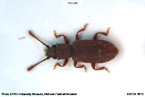  ( - NOCOL3510)  @11 [ ] Creative Commons  Attribution Non-Commercial Share-Alike (2032) NTNU University Museum, Department of Natural History NTNU University Museum, Department of Natural History