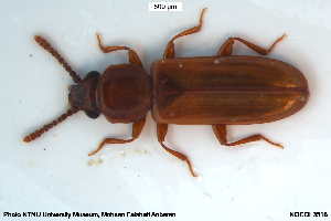  ( - NOCOL3518)  @11 [ ] Creative Commons  Attribution Non-Commercial Share-Alike (2040) NTNU University Museum, Department of Natural History NTNU University Museum, Department of Natural History