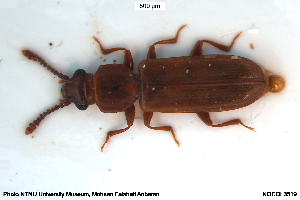  ( - NOCOL3519)  @11 [ ] Creative Commons  Attribution Non-Commercial Share-Alike (2041) NTNU University Museum, Department of Natural History NTNU University Museum, Department of Natural History