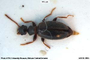  ( - NOCOL3520)  @11 [ ] Creative Commons  Attribution Non-Commercial Share-Alike (2042) NTNU University Museum, Department of Natural History NTNU University Museum, Department of Natural History