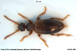  ( - NOCOL3521)  @11 [ ] Creative Commons  Attribution Non-Commercial Share-Alike (2043) NTNU University Museum, Department of Natural History NTNU University Museum, Department of Natural History