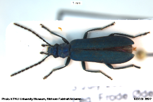  ( - NOCOL3522)  @11 [ ] Creative Commons  Attribution Non-Commercial Share-Alike (2044) NTNU University Museum, Department of Natural History NTNU University Museum, Department of Natural History