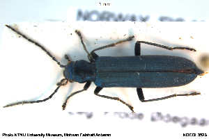  ( - NOCOL3523)  @11 [ ] Creative Commons  Attribution Non-Commercial Share-Alike (2045) NTNU University Museum, Department of Natural History NTNU University Museum, Department of Natural History