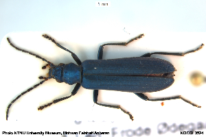  ( - NOCOL3524)  @11 [ ] Creative Commons  Attribution Non-Commercial Share-Alike (2046) NTNU University Museum, Department of Natural History NTNU University Museum, Department of Natural History