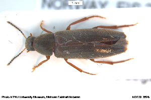  ( - NOCOL3528)  @11 [ ] Creative Commons  Attribution Non-Commercial Share-Alike (2050) NTNU University Museum, Department of Natural History NTNU University Museum, Department of Natural History