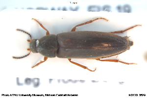  ( - NOCOL3529)  @11 [ ] Creative Commons  Attribution Non-Commercial Share-Alike (2051) NTNU University Museum, Department of Natural History NTNU University Museum, Department of Natural History