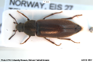  ( - NOCOL3532)  @11 [ ] Creative Commons  Attribution Non-Commercial Share-Alike (2054) NTNU University Museum, Department of Natural History NTNU University Museum, Department of Natural History