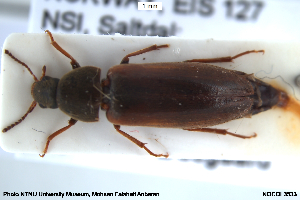  ( - NOCOL3533)  @11 [ ] Creative Commons  Attribution Non-Commercial Share-Alike (2055) NTNU University Museum, Department of Natural History NTNU University Museum, Department of Natural History