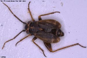  ( - NOHET566)  @11 [ ] Creative Commons  Attribution Non-Commercial Share-Alike (2025) NTNU University Museum, Department of Natural History NTNU University Museum, Department of Natural History