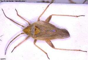  ( - NOHET570)  @11 [ ] Creative Commons  Attribution Non-Commercial Share-Alike (2025) NTNU University Museum, Department of Natural History NTNU University Museum, Department of Natural History