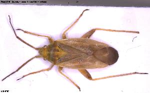  (Amblytylus nasatus - NOHET571)  @11 [ ] Creative Commons  Attribution Non-Commercial Share-Alike (2025) NTNU University Museum, Department of Natural History NTNU University Museum, Department of Natural History