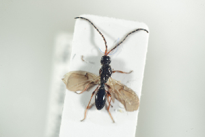  ( - HYMNI1905)  @11 [ ] CreativeCommons - Attribution Non-Commercial Share-Alike (2017) Arnstein Staverlokk Norwegian Institute of Nature Research