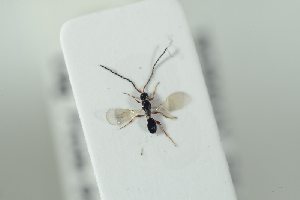  (Trichopria nigra - HYMNI2190)  @12 [ ] CreativeCommons - Attribution Non-Commercial Share-Alike (2017) Arnstein Staverlokk Norwegian Institute of Nature Research