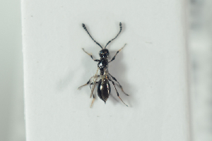  (Trichopria nigricornis - HYMNI2199)  @11 [ ] CreativeCommons - Attribution Non-Commercial Share-Alike (2017) Arnstein Staverlokk Norwegian Institute of Nature Research