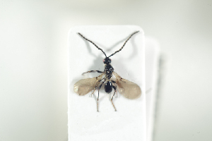  ( - HYMNI1925)  @11 [ ] CreativeCommons - Attribution Non-Commercial Share-Alike (2017) Arnstein Staverlokk Norwegian Institute of Nature Research