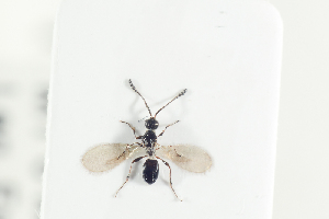  (Trichopria morio - HYMNI2124)  @11 [ ] CreativeCommons - Attribution Non-Commercial Share-Alike (2017) Arnstein Staverlokk Norwegian Institute of Nature Research