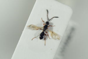  (Spilomicrus bipunctatus - HYMNI2240)  @11 [ ] CreativeCommons - Attribution Non-Commercial Share-Alike (2017) Arnstein Staverlokk Norwegian Institute of Nature Research